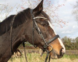 Pferd Bella XV (Trakehner, 2002, von Kantadou)