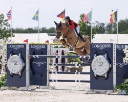 jumper Addressee (Oldenburg show jumper, 2014, from HH Messenger)