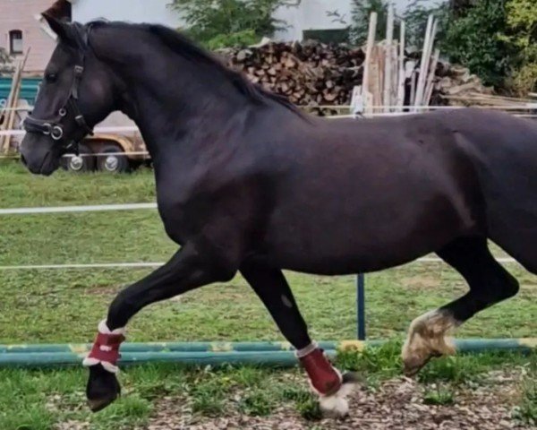 Pferd Curly Chayenne (Welsh-Cob (Sek. D), 2016, von Ceres Commando)