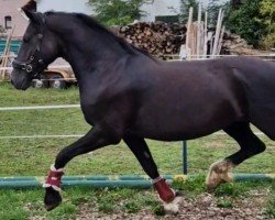 horse Curly Chayenne (Welsh-Cob (Sek. D), 2016, from Ceres Commando)