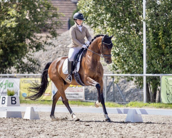 dressage horse For Freedom Gh (Oldenburg, 2017, from For Romance I)