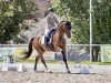 dressage horse For Freedom Gh (Oldenburg, 2017, from For Romance I)