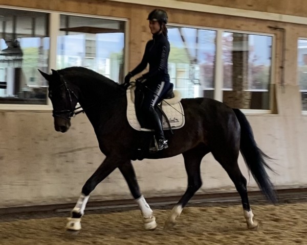 dressage horse Richard Löwenherz 26 (Westphalian, 2020, from Rubin Royal OLD)