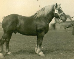 stallion Saladin (Rhenish-German Cold-Blood, 1923, from Songe d'Or)