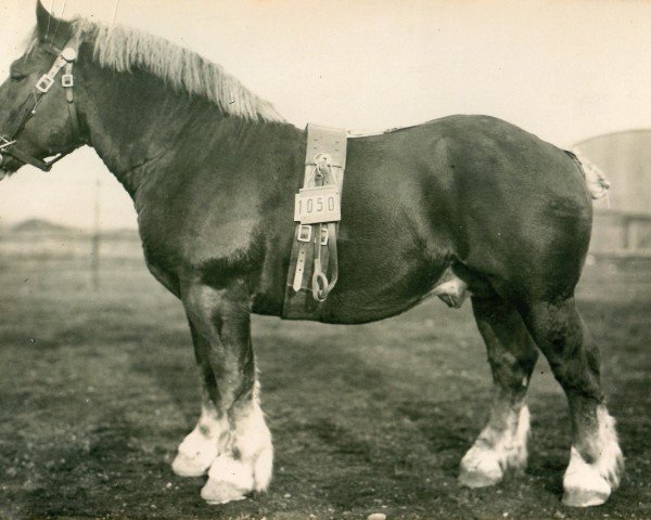 stallion Ursus von Golzheim (Rhenish-German Cold-Blood, 1926, from Songe d'Or)