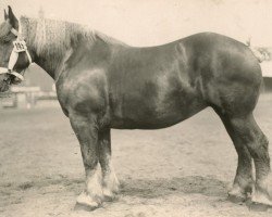 horse Quadrat von Golzheim (Rhenish-German Cold-Blood, 1921, from Songe d'Or)