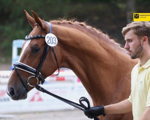 dressage horse Hengst von Donier / Zack (Hanoverian, 2020, from Donier)