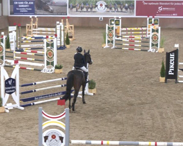Reitturnier Bad Salzuflen 2024