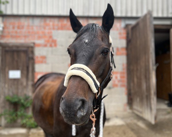 horse Mo‘ (Polish Warmblood, 2007, from Flaming)