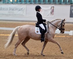 dressage horse Disney World (German Riding Pony, 2005, from Domingo)