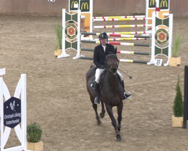 Reitturnier Bad Salzuflen 2024