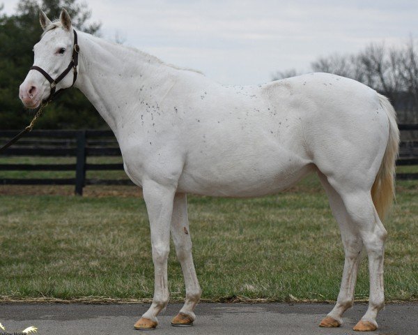 broodmare Precious Beauty xx (Thoroughbred, 2009, from Whywhywhy xx)