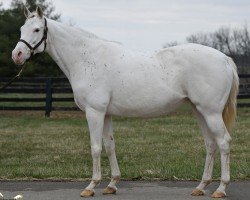 broodmare Precious Beauty xx (Thoroughbred, 2009, from Whywhywhy xx)