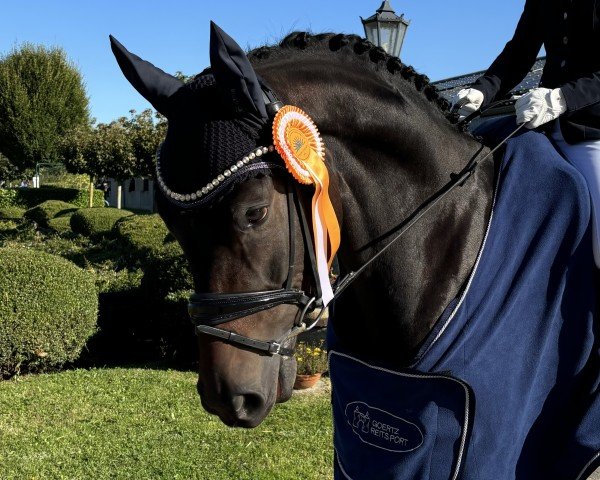 dressage horse Feingold (German Sport Horse, 2020, from Fürstenstern 3)