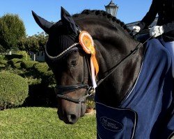 dressage horse Feingold (German Sport Horse, 2020, from Fürstenstern 3)