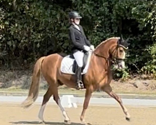 Dressurpferd Delta Star AT (Deutsches Reitpony, 2017, von Dresscode AT)