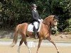 dressage horse Delta Star AT (German Riding Pony, 2017, from Dresscode AT)