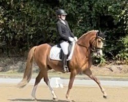 dressage horse Delta Star AT (German Riding Pony, 2017, from Dresscode AT)