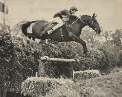 Deckhengst Sun of Arden (British Riding Pony,  , von Ardencaple xx)