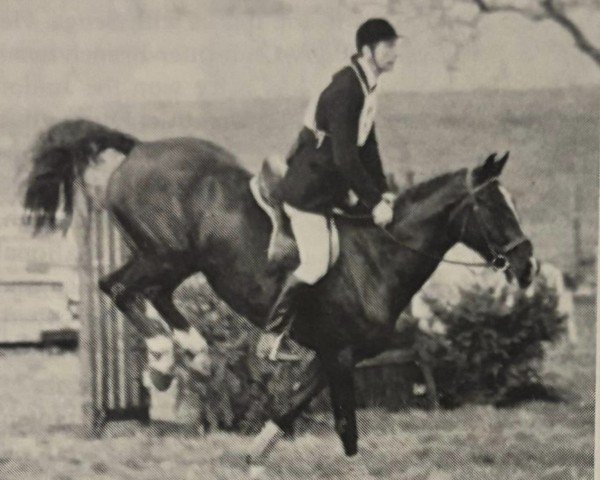 Pferd Arden Sunflash (British Sport Horse,  , von Ardencaple xx)