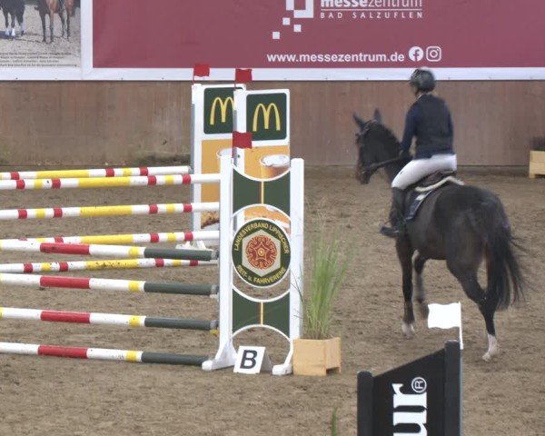 Reitturnier Bad Salzuflen 2024