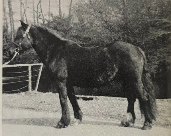 Zuchtstute Bricket Sunstar (Dales-Pony,  )