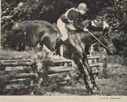 Pferd Jim Dale (British Sport Horse,  , von Ardencaple xx)