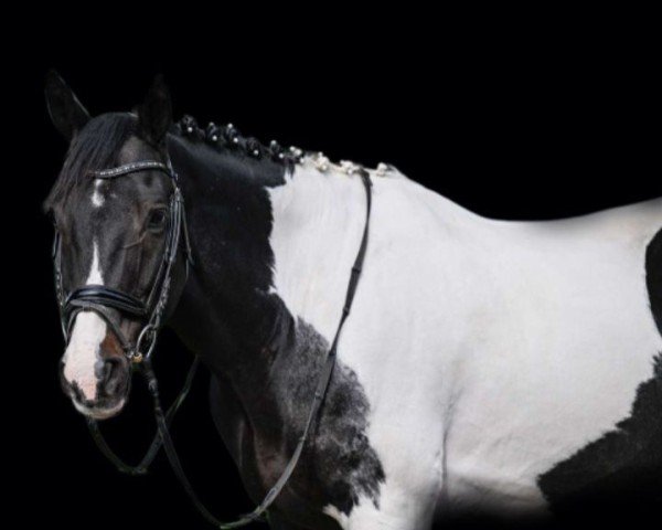 Springpferd Michelangelo IV (Irish Sport Horse, 2009, von The Artist)