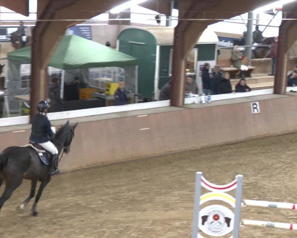 Reitturnier Bad Salzuflen 2024