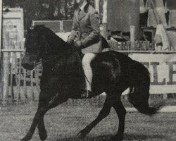 horse Langfield Miz Sophie (Dartmoor Pony, 1984, from Hisley Pedlar)