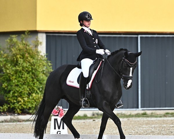 dressage horse Sanibel (Hanoverian, 2006, from Samarant)