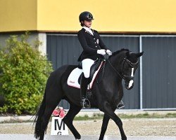 dressage horse Sanibel (Hanoverian, 2006, from Samarant)