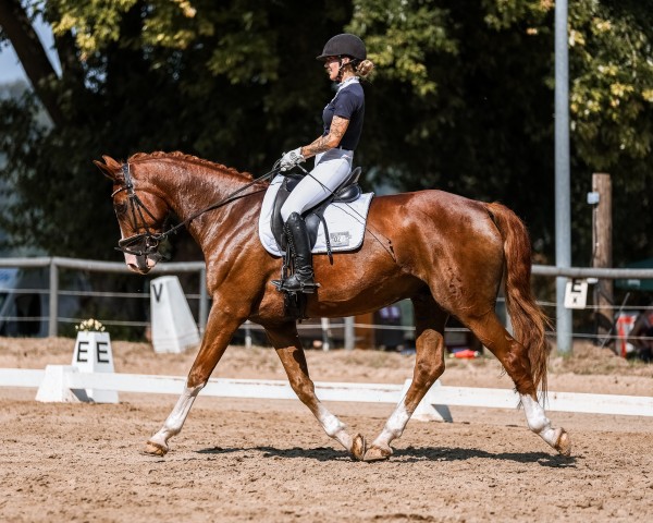 dressage horse Bocelli Amo (Hanoverian, 2016, from Bon Coeur)