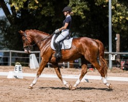 dressage horse Bocelli Amo (Hanoverian, 2016, from Bon Coeur)