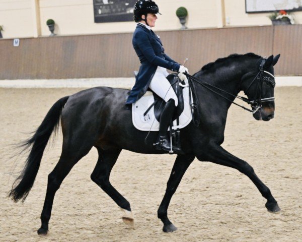 dressage horse RS Denver (Württemberger, 2008, from Don Diamond)