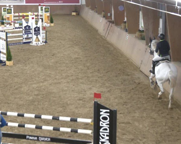 Reitturnier Bad Salzuflen 2024