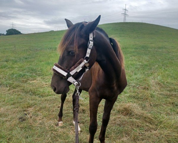 Springpferd Mr. Grey AS (Deutsches Reitpony, 2023, von Ginger)