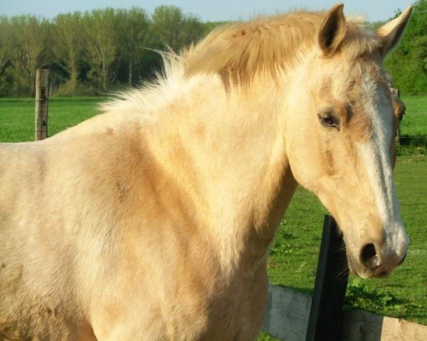 dressage horse Chetan (unknown, 1993)