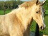 dressage horse Chetan (unknown, 1993)