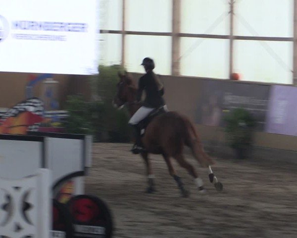 Reitturnier Pausin 2024