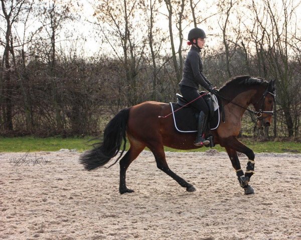 horse Shea 5 (German Riding Pony, 2009, from Power Junior)