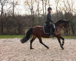 Pferd Shea 5 (Deutsches Reitpony, 2009, von Power Junior)