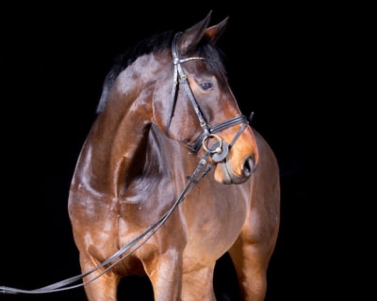 jumper Stacco (Hanoverian, 2006, from Stakkato)