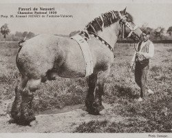 Deckhengst Favori de Neusart 28/576 (Brabanter/Belgisches Kaltblut, 1924, von Albion d'Hor)