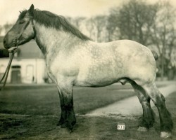 Deckhengst Gamin de Soignies Ldb (Brabanter/Belgisches Kaltblut, 1923, von Albion d'Hor)