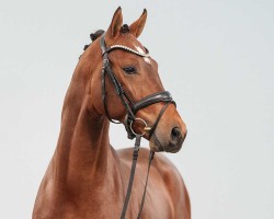 dressage horse El Corazon (Westphalian, 2022, from Escolar)