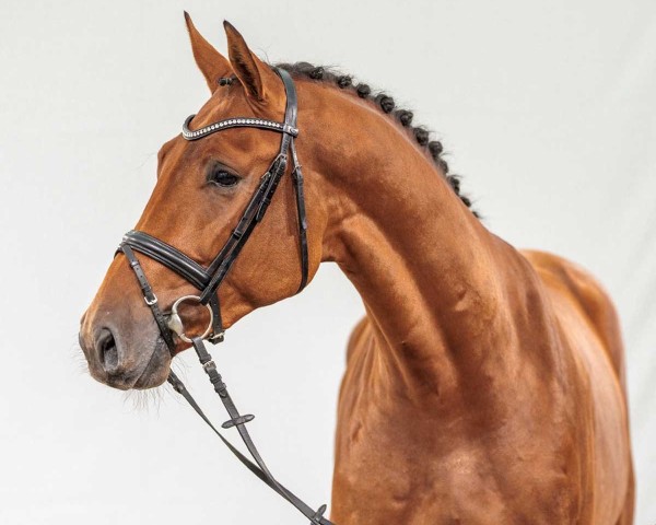 jumper Sapporo (KWPN (Royal Dutch Sporthorse), 2022, from Contagio)