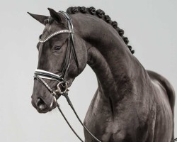 dressage horse Windsor's Secret van de Prinsenheide (Belgian Warmblood, 2022, from Secret)