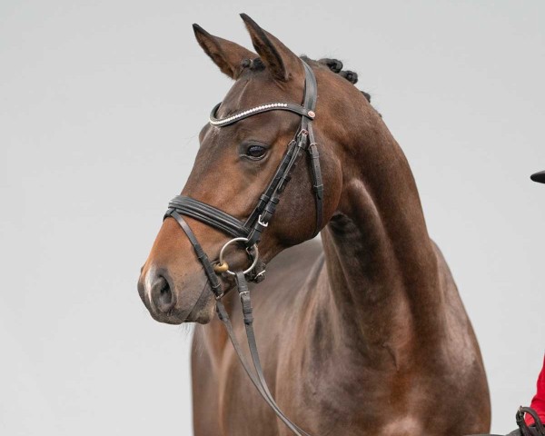 dressage horse Try Better DN (Westphalian, 2022, from Toto Gold)