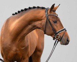 dressage horse Magic Spirit (Westphalian, 2022, from Majestic Taonga)